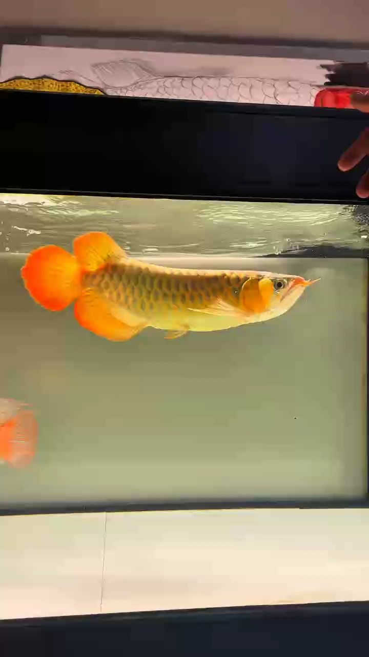 龍魚(yú)的發(fā)色跟狀態(tài)成正比