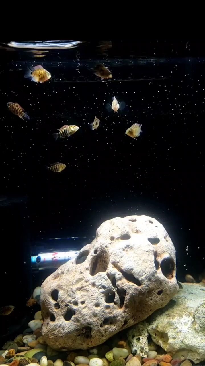 迷你鸚鵡
