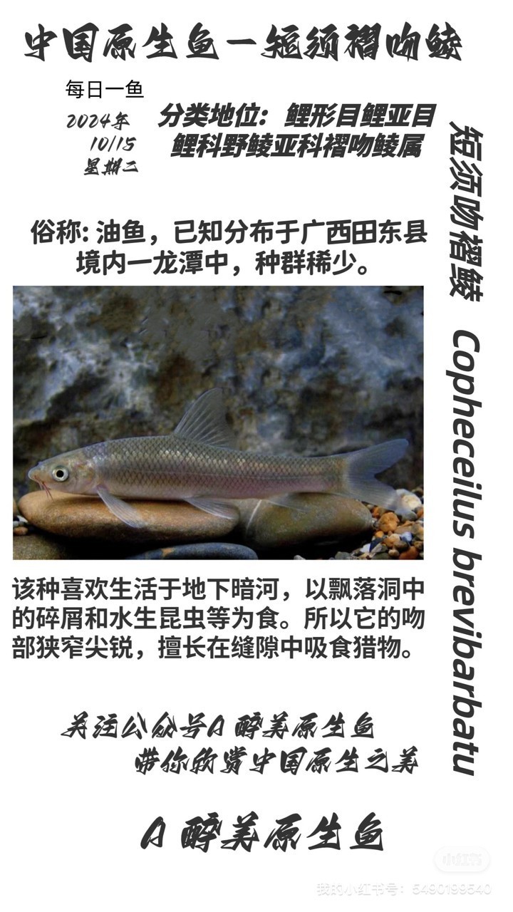 短吻褶吻鯪