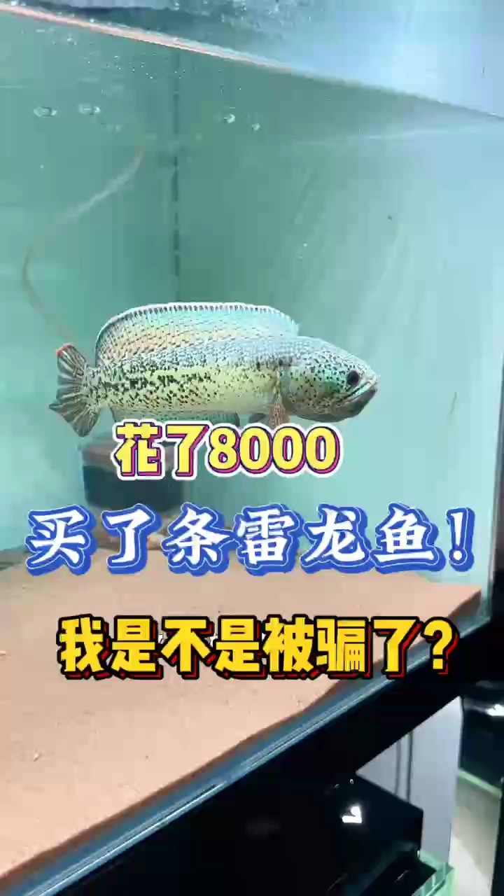 魚缸過濾器選購指南:自制魚缸過濾器魚缸上置過濾器對于養魚愛好者的必備知識 這雷龍魚值8000嗎? 龍魚論壇 這雷龍魚值8000嗎? 這雷龍魚值8000嗎? 龍魚論壇