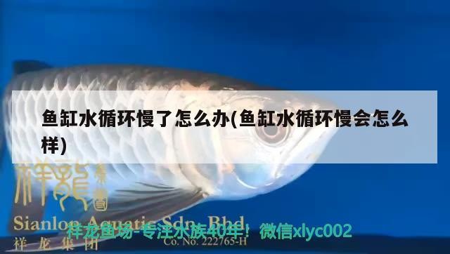 魚(yú)缸水循環(huán)慢了怎么辦(魚(yú)缸水循環(huán)慢會(huì)怎么樣)