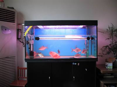 飼料 招財貓魚多大魚缸(招財貓魚多大魚缸最好) 魚缸百科 招財貓魚多大魚缸(招財貓魚多大魚缸最好) 招財貓魚多大魚缸(招財貓魚多大魚缸最好) 魚缸百科