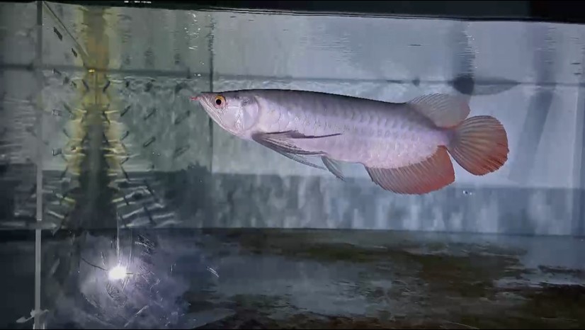 耐看，是一種極高的贊賞