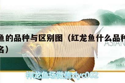紅龍魚什么品種最好:紅龍魚品種介紹 紅龍魚百科 第5張 紅龍魚什么品種最好:紅龍魚品種介紹 紅龍魚什么品種最好:紅龍魚品種介紹 紅龍魚百科 第5張