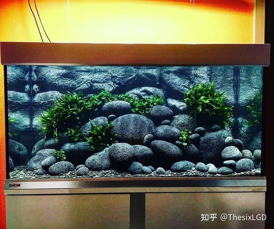 鸚鵡魚和銀龍魚混養怎樣喂食 閩江魚缸和森森哪個好 森森魚缸 閩江魚缸和森森哪個好 閩江魚缸和森森哪個好 森森魚缸