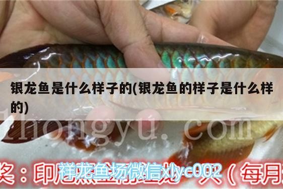 銀龍魚是什么樣子的(銀龍魚的樣子是什么樣的)
