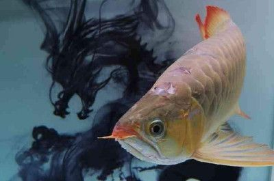 龍魚(yú)并須怎么處理 龍魚(yú)并須怎么處理 龍魚(yú)百科 第2張