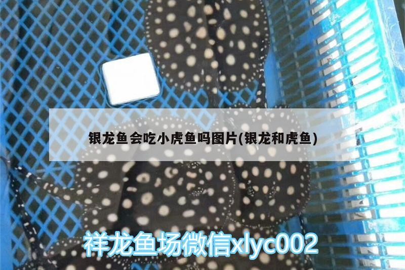 銀龍魚會吃小虎魚嗎圖片(銀龍和虎魚) 銀龍魚會吃小虎魚嗎圖片(銀龍和虎魚) 虎魚百科