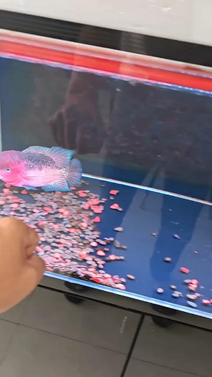 龍魚干蝦有營養嗎 黑了 龍魚論壇 黑了 黑了 龍魚論壇