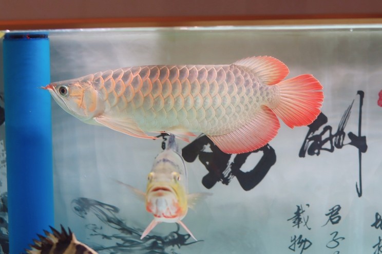 抓拍