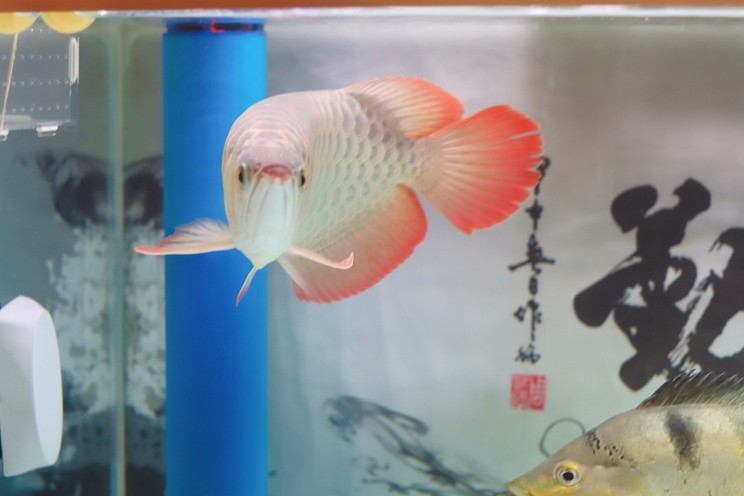 抓拍