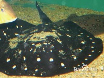 魟魚喂小魚要注意什么事項和禁忌食物：喂養(yǎng)魟魚要注意什么事項和禁忌食物