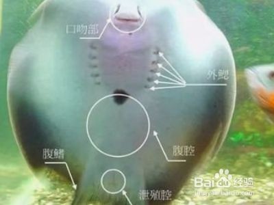 魟魚喂小魚要注意什么事項和禁忌食物：喂養(yǎng)魟魚要注意什么事項和禁忌食物
