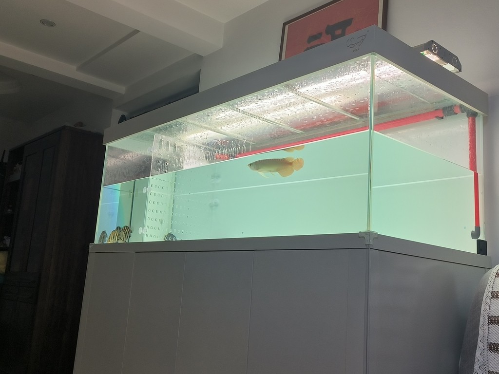 換個角度還挺好看 龍魚論壇 第2張 換個角度還挺好看 換個角度還挺好看 龍魚論壇 第2張