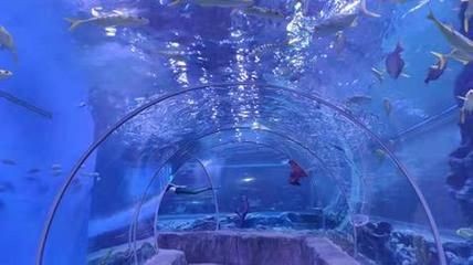 平頂山水族館vs祥龍魚場（平頂山水族館與祥龍魚場之間的差異之前，我們需要明確的業(yè)務(wù)范圍）