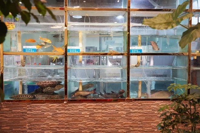 如何判斷龍魚咬傷的嚴(yán)重程度,被龍魚咬傷后多久能愈合 龍魚百科 第2張 如何判斷龍魚咬傷的嚴(yán)重程度,被龍魚咬傷后多久能愈合 如何判斷龍魚咬傷的嚴(yán)重程度,被龍魚咬傷后多久能愈合 龍魚百科 第2張