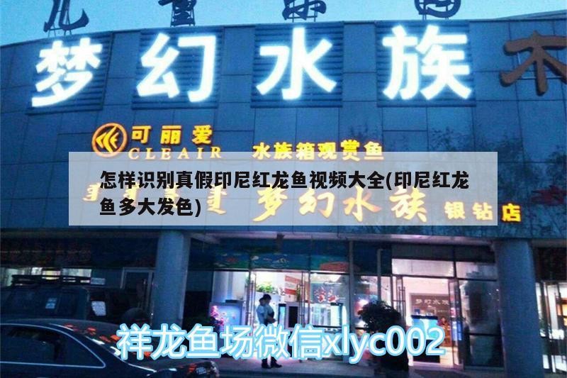 怎樣識別真假印尼紅龍魚視頻大全(印尼紅龍魚多大發(fā)色) 怎樣識別真假印尼紅龍魚視頻大全(印尼紅龍魚多大發(fā)色) 紅龍魚百科