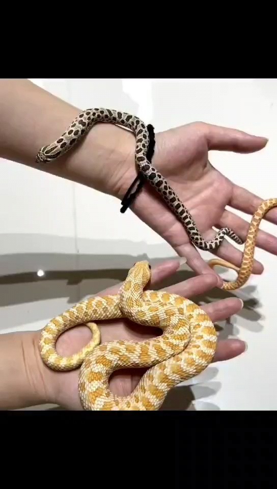 魚缸過濾器選購指南:自制魚缸過濾器魚缸上置過濾器對于養魚愛好者的必備知識 出各種品種各種蛇苗子 龍魚論壇 出各種品種各種蛇苗子 出各種品種各種蛇苗子 龍魚論壇