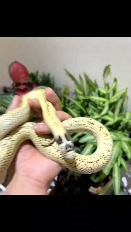 出各種顏色的蛇苗子 出各種顏色的蛇苗子 龍魚論壇