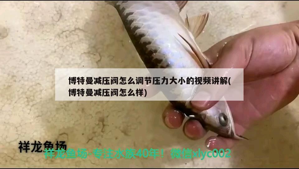 博特曼減壓閥怎么調(diào)節(jié)壓力大小的視頻講解(博特曼減壓閥怎么樣) 博特曼減壓閥怎么調(diào)節(jié)壓力大小的視頻講解(博特曼減壓閥怎么樣) 博特水族