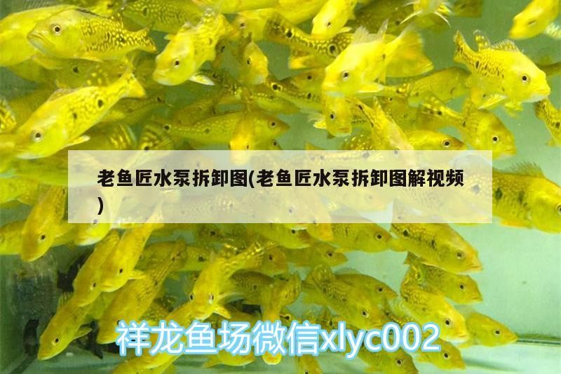 老魚匠水泵拆卸圖(老魚匠水泵拆卸圖解視頻) 老魚匠水泵拆卸圖(老魚匠水泵拆卸圖解視頻) 老魚匠