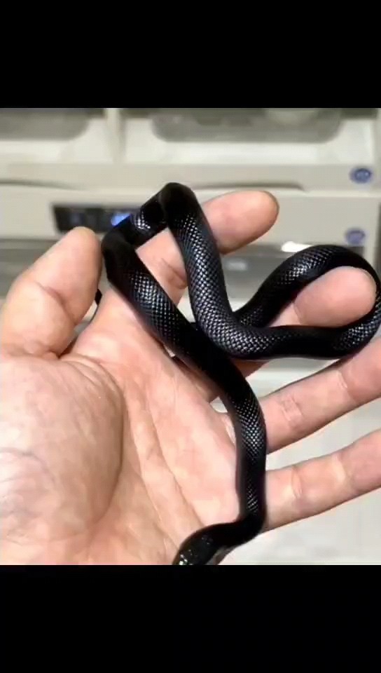 出一條黑王，人工飼養
