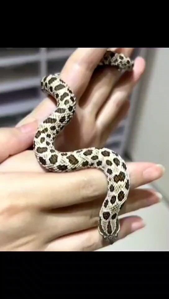 小豬鼻，人工飼養(yǎng)好養(yǎng)活