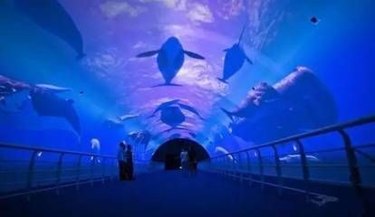 大連水族館vs祥龍魚場（大連水族館可能與觀賞魚市場有關聯，但具體信息較少）