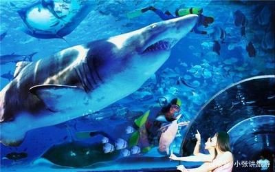 大連水族館vs祥龍魚場（大連水族館可能與觀賞魚市場有關聯，但具體信息較少）