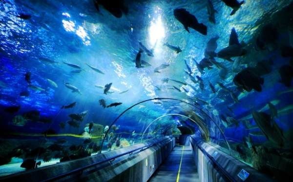 大連水族館vs祥龍魚場（大連水族館可能與觀賞魚市場有關聯，但具體信息較少）