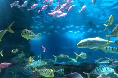 大連水族館vs祥龍魚場（大連水族館可能與觀賞魚市場有關聯，但具體信息較少）