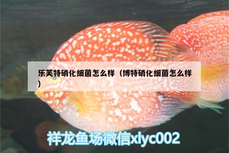 樂芙特硝化細菌怎么樣（博特硝化細菌怎么樣） 樂芙特硝化細菌怎么樣（博特硝化細菌怎么樣） 博特水族 第2張