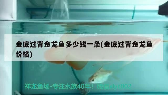 豬鼻龜多少度會死亡(豬鼻龜暴斃原因) 豬鼻龜百科 第1張 豬鼻龜多少度會死亡(豬鼻龜暴斃原因) 豬鼻龜多少度會死亡(豬鼻龜暴斃原因) 豬鼻龜百科 第1張