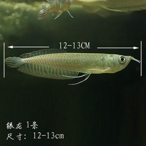 fuyu魚缸怎么樣：雙11福羽魚缸怎么樣\"魚缸怎么樣