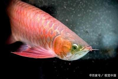 紅龍魚怎么樣養殖的：紅龍魚養殖方法和技巧