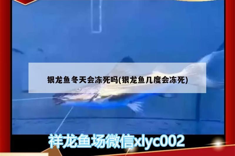銀龍魚(yú)冬天會(huì)凍死嗎(銀龍魚(yú)幾度會(huì)凍死)