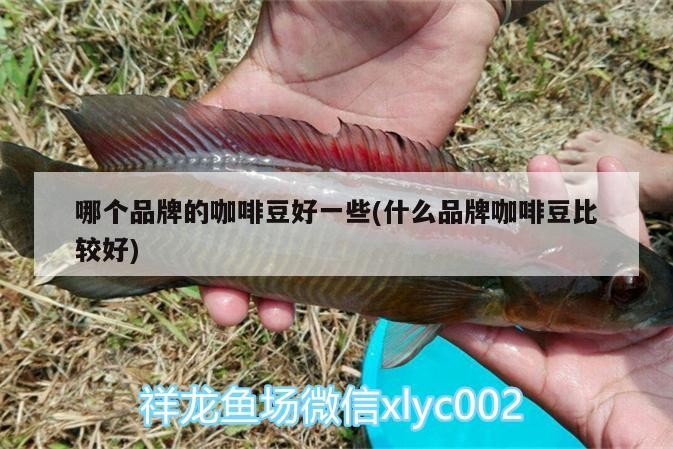 哪個品牌的咖啡豆好一些(什么品牌咖啡豆比較好)