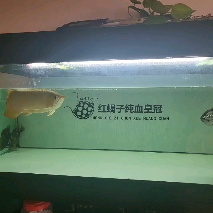 60厘米長的魚缸多高合適：60厘米的魚缸適合養什么魚？