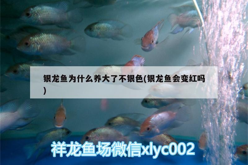 魚缸 銀龍魚為什么養大了不銀色(銀龍魚會變紅嗎) 銀龍魚百科 銀龍魚為什么養大了不銀色(銀龍魚會變紅嗎) 銀龍魚為什么養大了不銀色(銀龍魚會變紅嗎) 銀龍魚百科