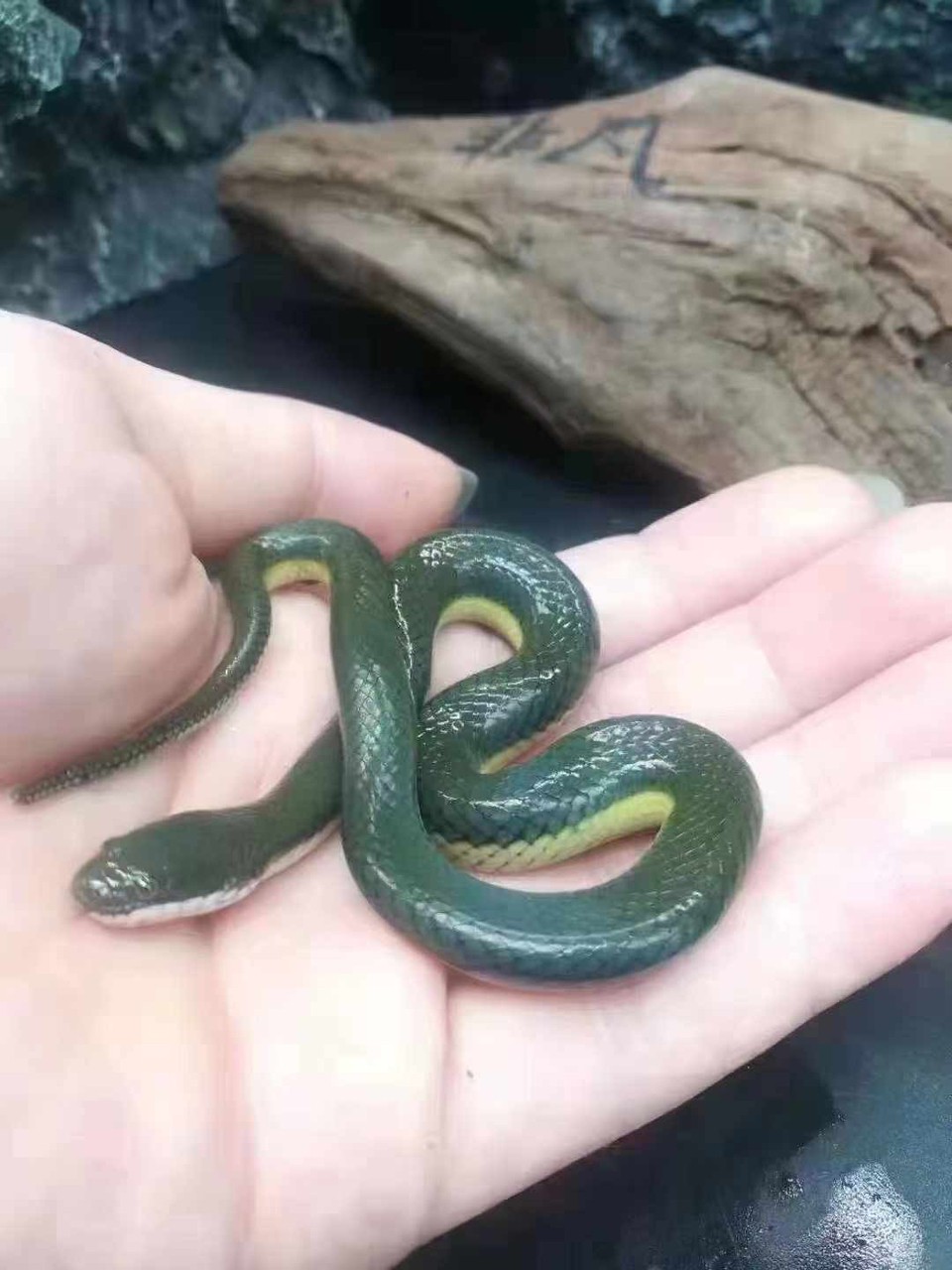 可愛的水蛇