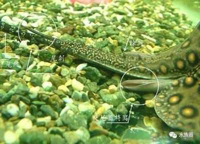 魟魚的毒刺必須剪嗎：關于魟魚的毒刺是否必須剪的問題 魟魚的毒刺必須剪嗎：關于魟魚的毒刺是否必須剪的問題 魟魚百科 第1張