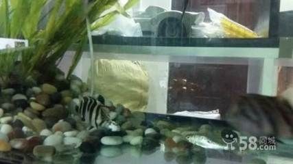 兩條虎魚養(yǎng)還是三條虎魚養(yǎng)好：兩條虎魚養(yǎng)還是三條虎魚養(yǎng)好，選擇兩條還是三條虎魚養(yǎng)好