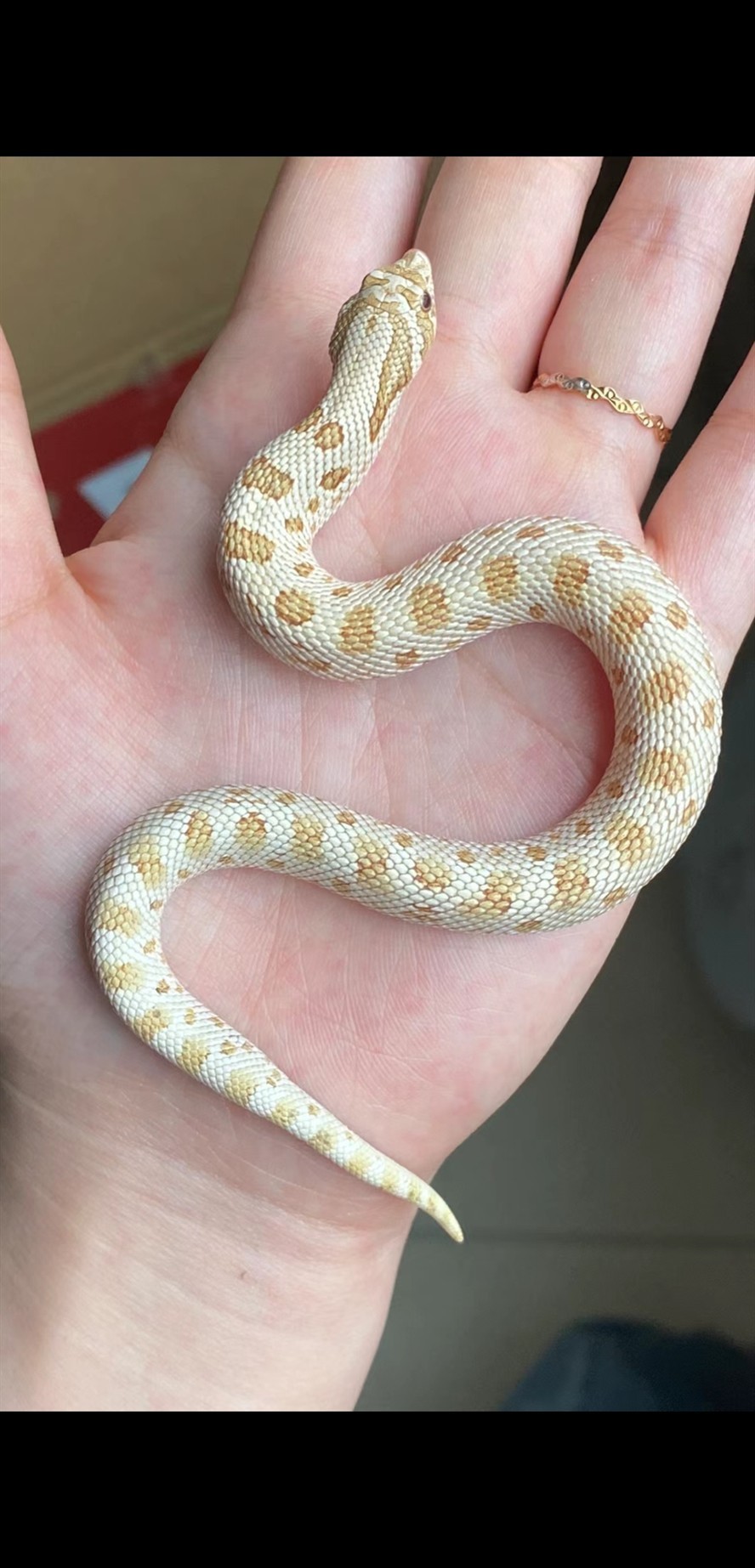 寵物蛇顏色種類多好飼養(yǎng)