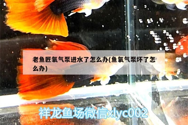 龍魚怕什么 老魚匠氧氣泵進水了怎么辦(魚氧氣泵壞了怎么辦) 老魚匠 老魚匠氧氣泵進水了怎么辦(魚氧氣泵壞了怎么辦) 老魚匠氧氣泵進水了怎么辦(魚氧氣泵壞了怎么辦) 老魚匠