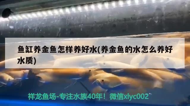 魚缸養金魚怎樣養好水(養金魚的水怎么養好水質) 魚缸養金魚怎樣養好水(養金魚的水怎么養好水質) iwish愛唯希品牌魚缸