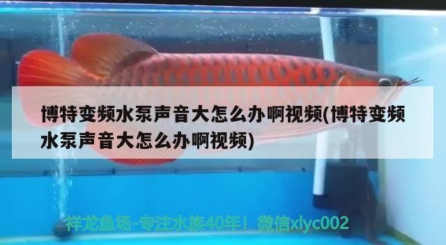 博特變頻水泵聲音大怎么辦啊視頻(博特變頻水泵聲音大怎么辦啊視頻)