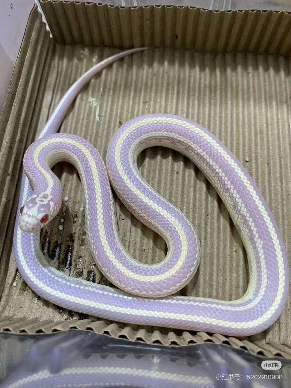 七彩蛇集齊了