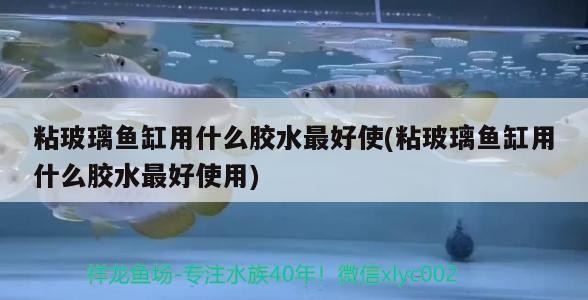 粘玻璃魚(yú)缸用什么膠水最好使(粘玻璃魚(yú)缸用什么膠水最好使用) 粘玻璃魚(yú)缸用什么膠水最好使(粘玻璃魚(yú)缸用什么膠水最好使用) 金龍魚(yú)百科