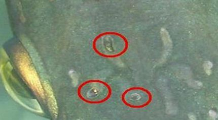 龍魚體內有寄生蟲如何治療vs祥龍魚場:龍魚寄生蟲的常見種類如何預防龍魚寄生蟲的自然治療方法 vs祥龍魚場 第5張 龍魚體內有寄生蟲如何治療vs祥龍魚場:龍魚寄生蟲的常見種類如何預防龍魚寄生蟲的自然治療方法 龍魚體內有寄生蟲如何治療vs祥龍魚場:龍魚寄生蟲的常見種類如何預防龍魚寄生蟲的自然治療方法 vs祥龍魚場 第5張