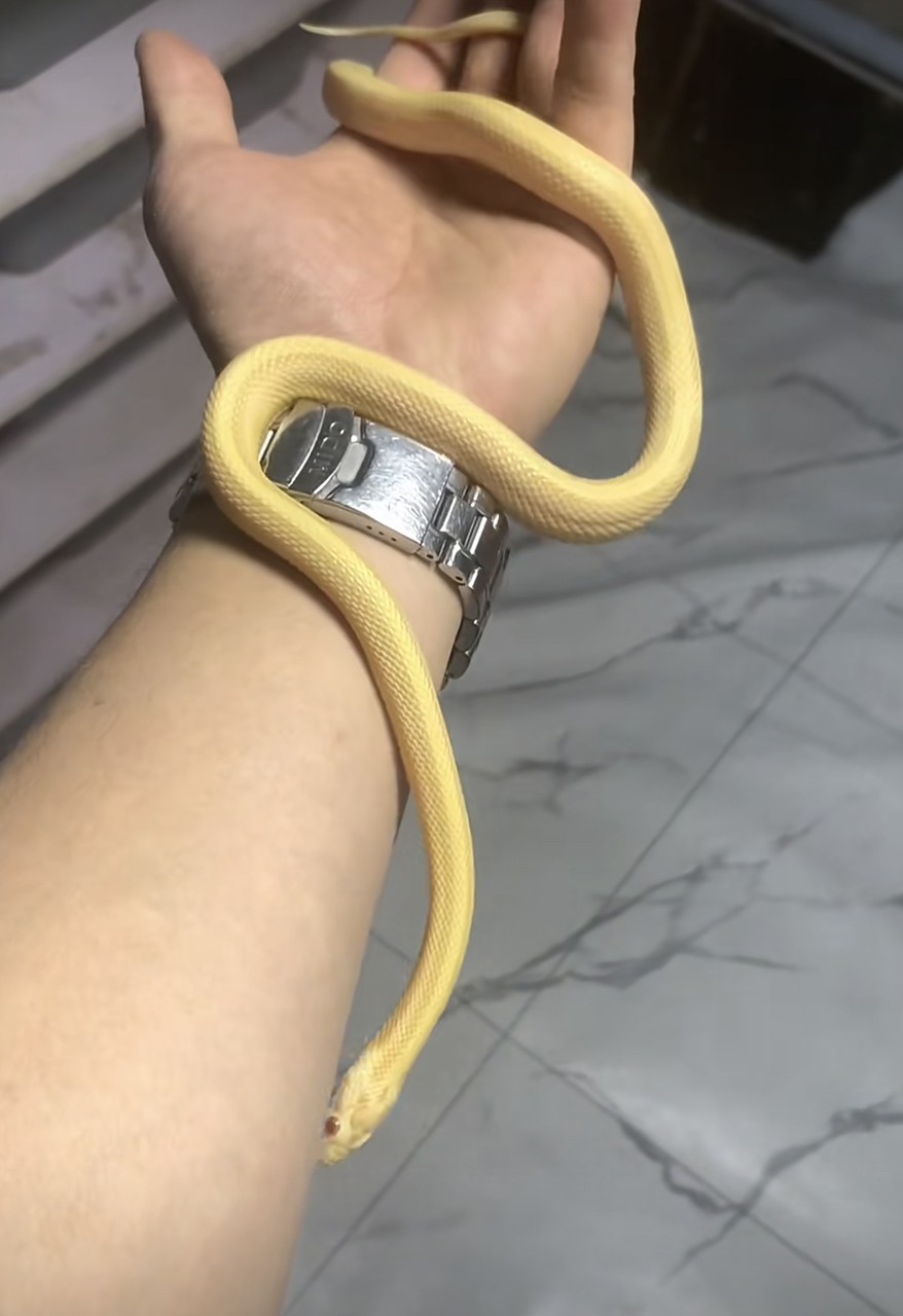 黃金小辣條無毒